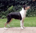 Vrh I - I litter